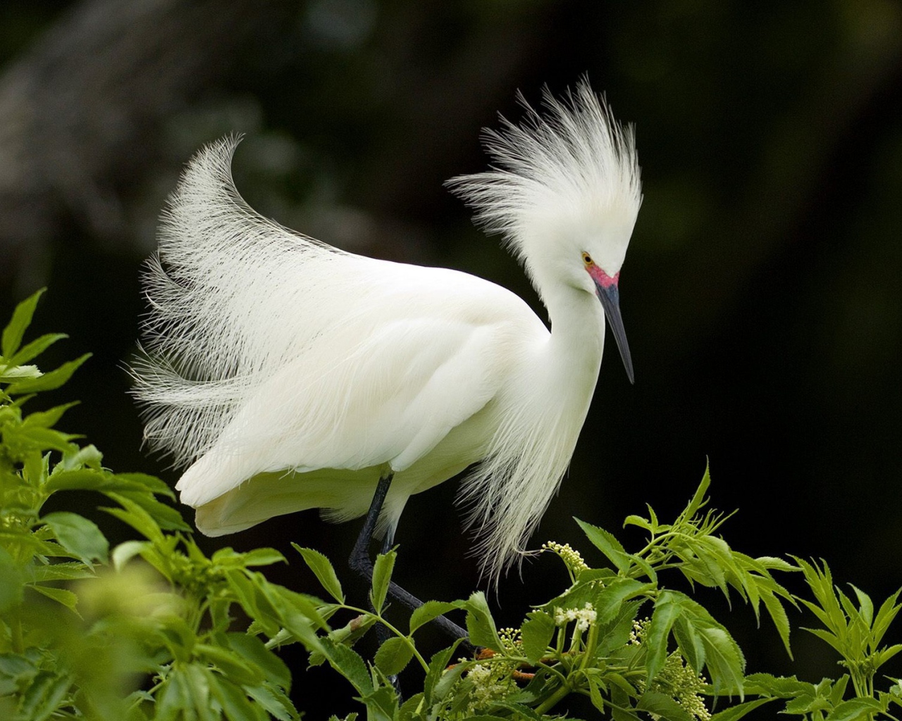 Снежная цапля в брачном наряде
