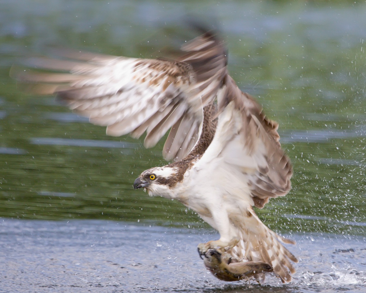 Сокол схватил рыбу