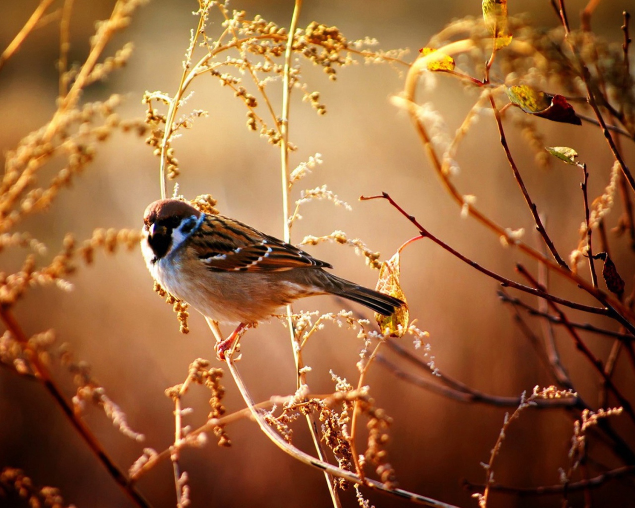 Воробей сидит на ветке