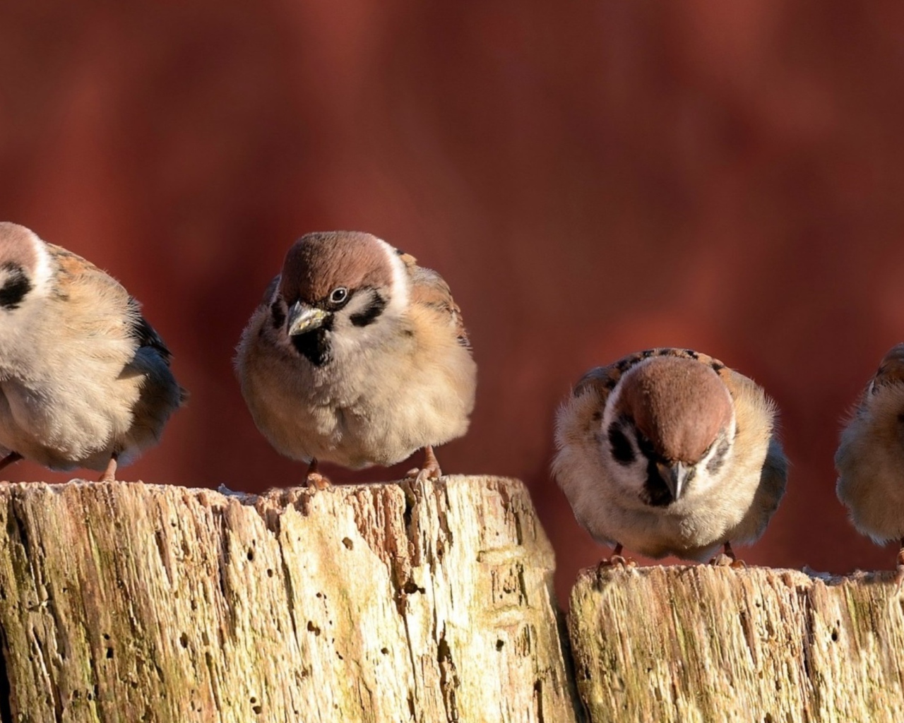 Воробьи сидят на заборе