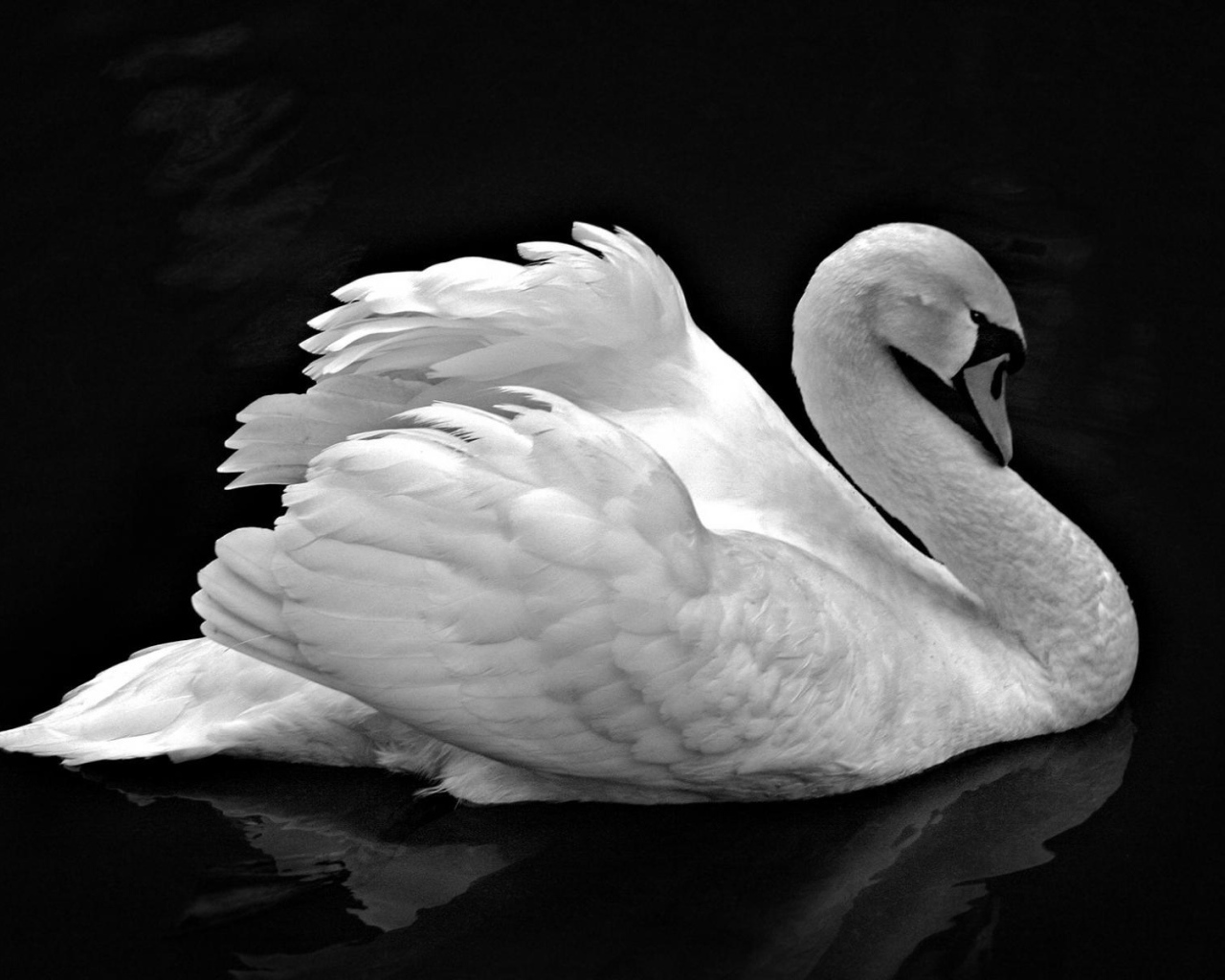 Лебедь невероятной красоты