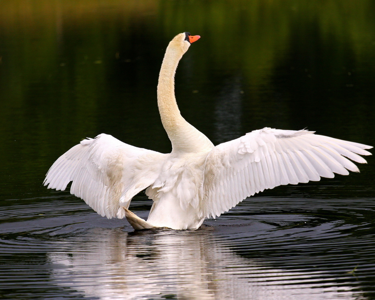 Лебедь собирается взлететь