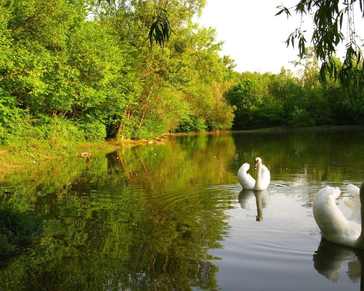 Лебединое озеро