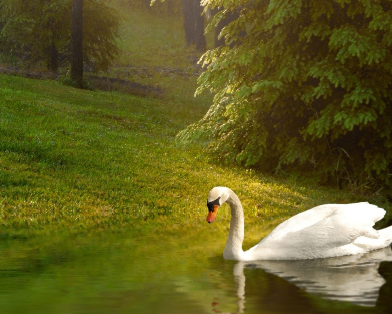 Лебедь у берега