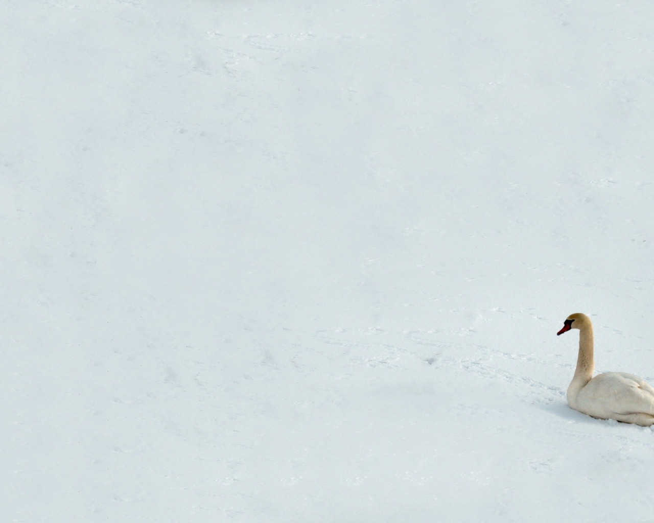 Лебедь на снегу