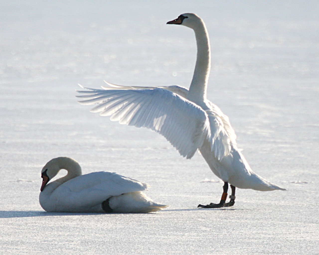 Лебеди на снегу