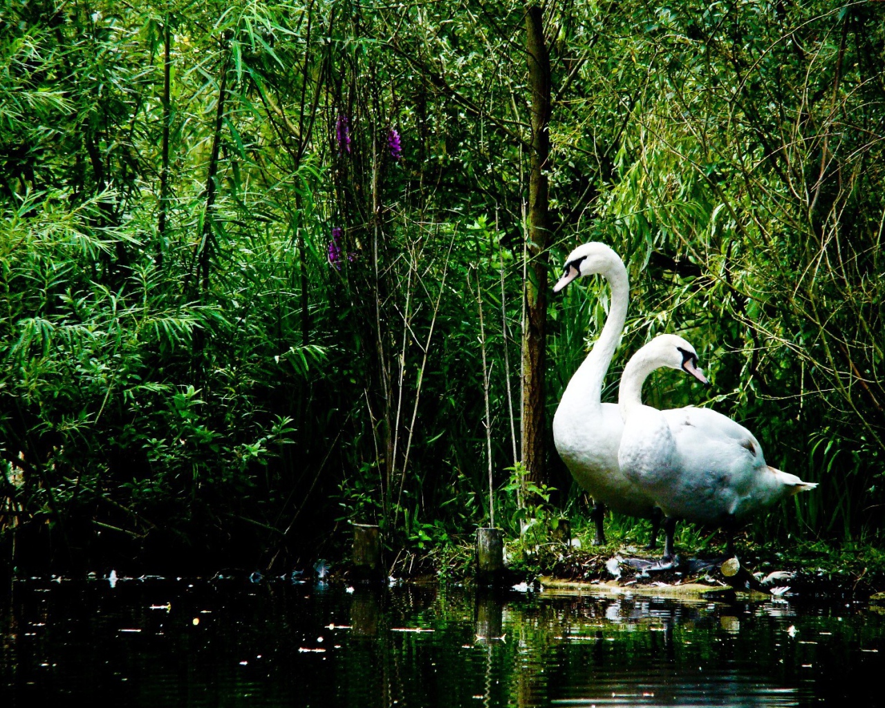 Лебеди на берегу озера