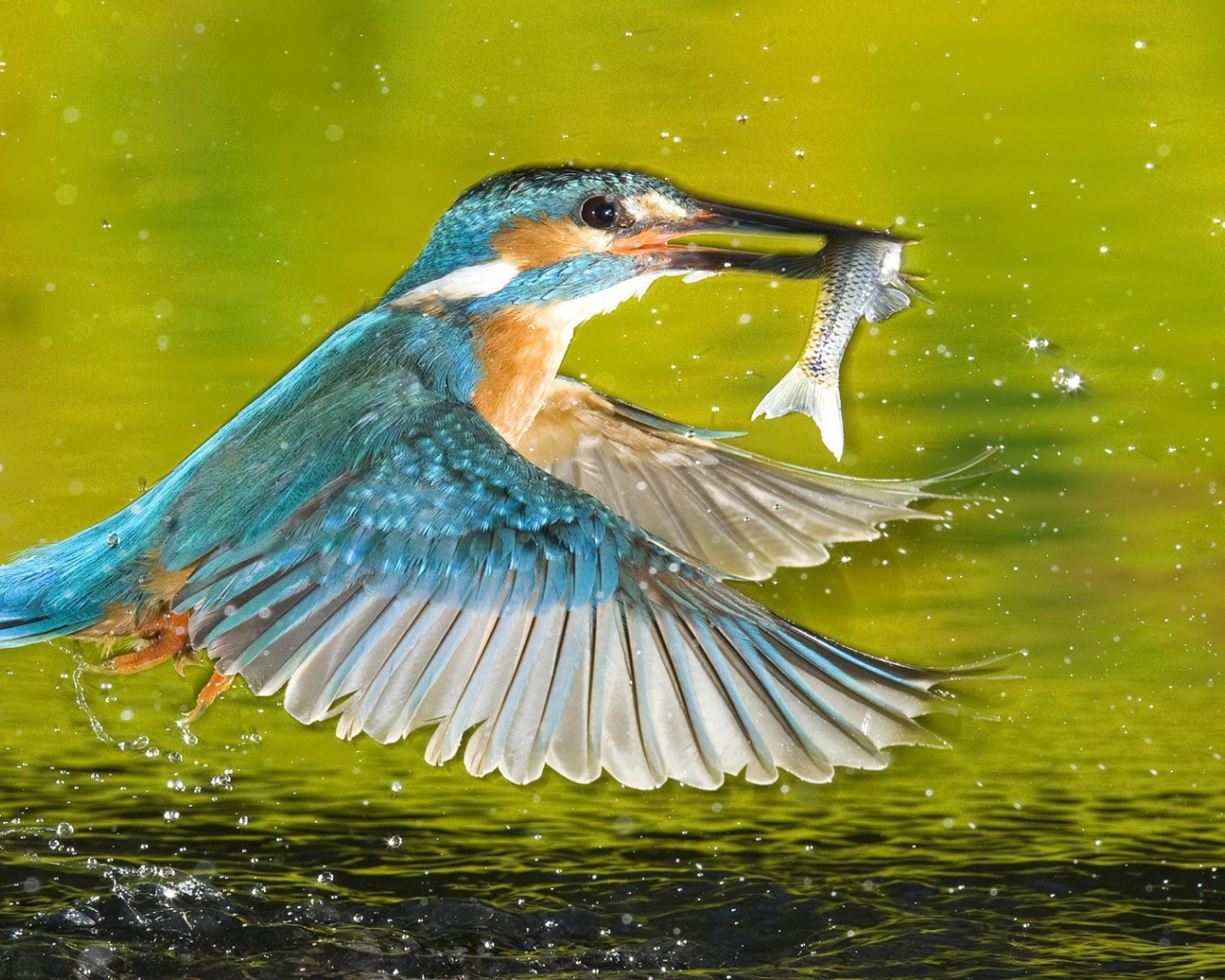 Птица поймала рыбу