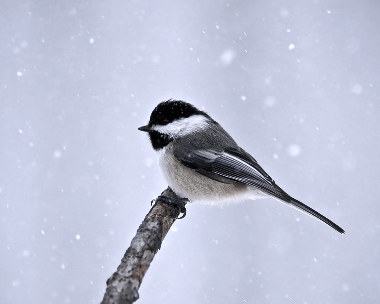 Синица сидит на ветке