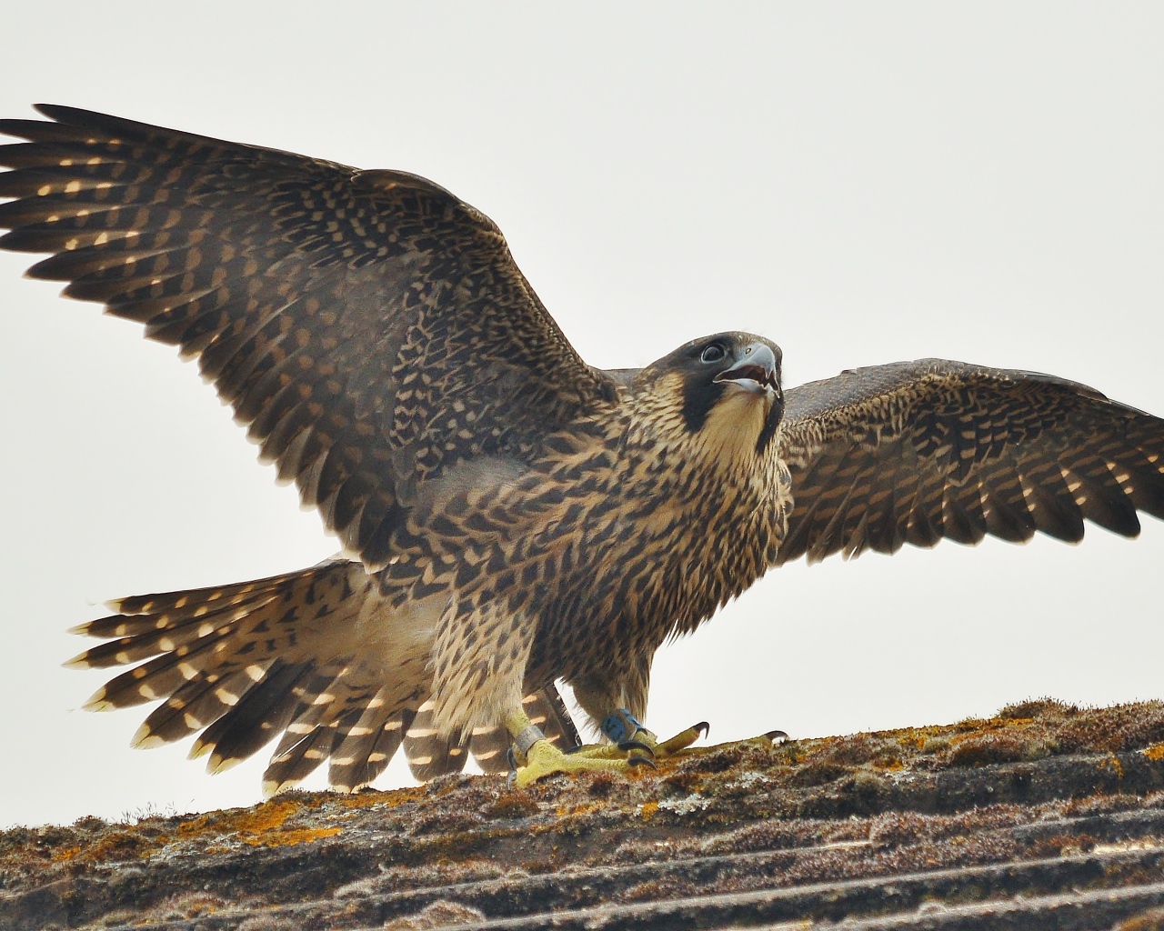 Птица расправила крылья