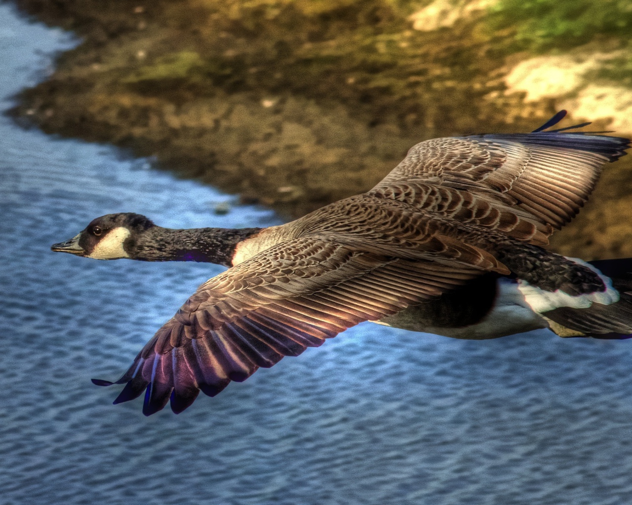 Утка в полете