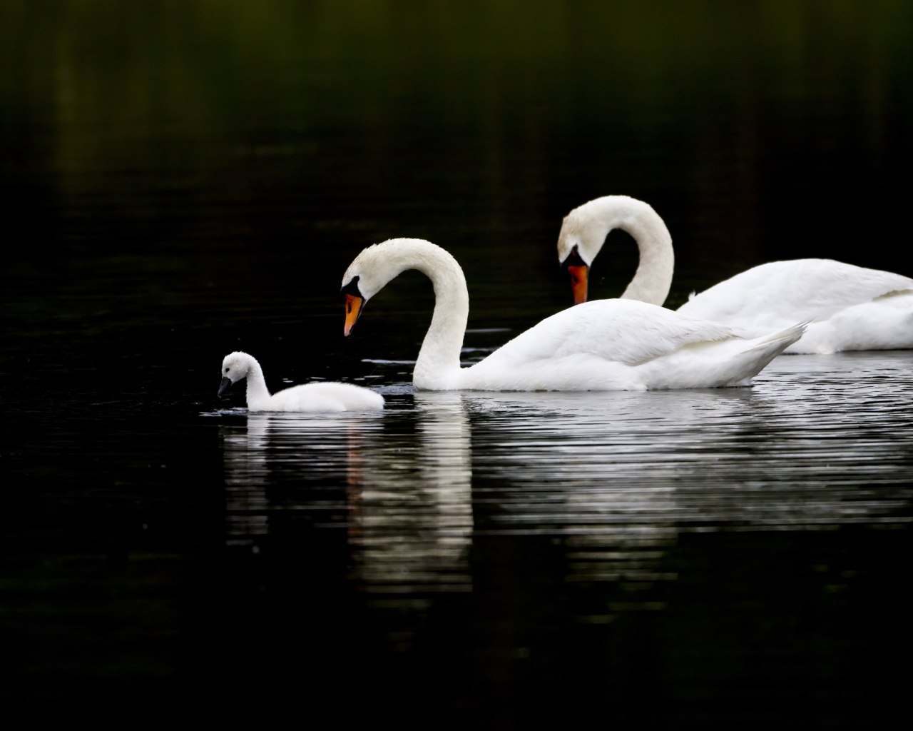 The family of swans