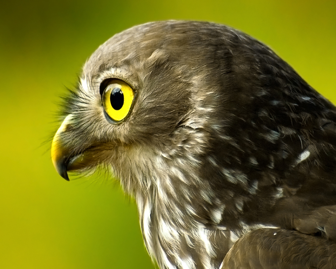 Голова сокола