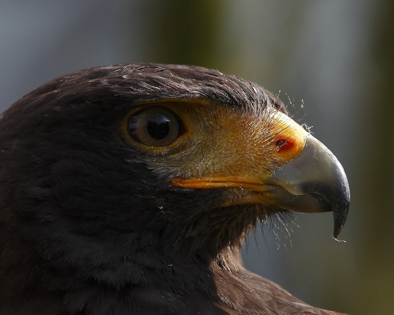 Голова орла