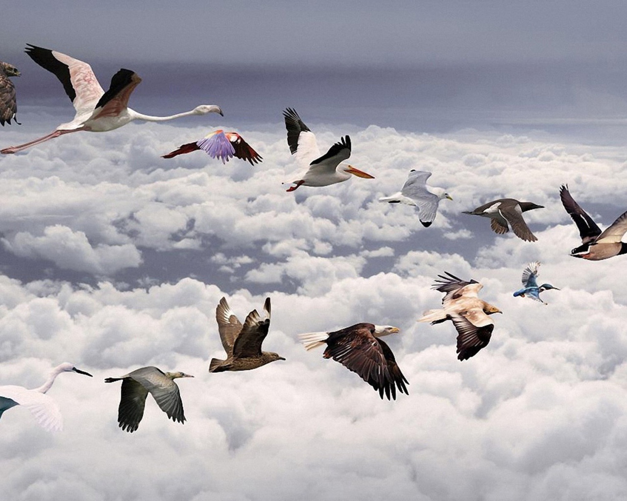 Косяк разных птиц