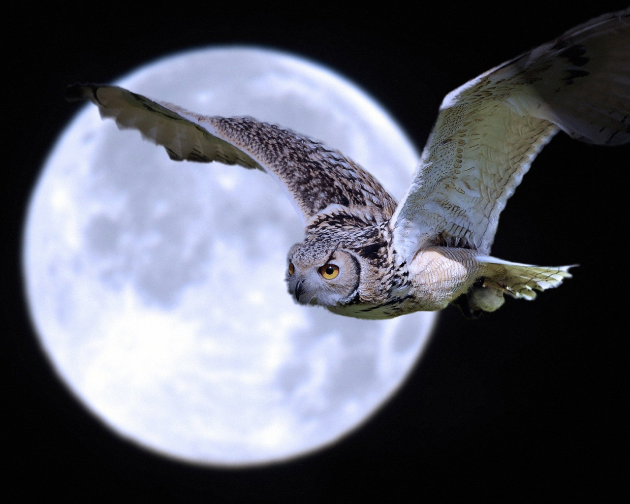 Сова на фоне луны