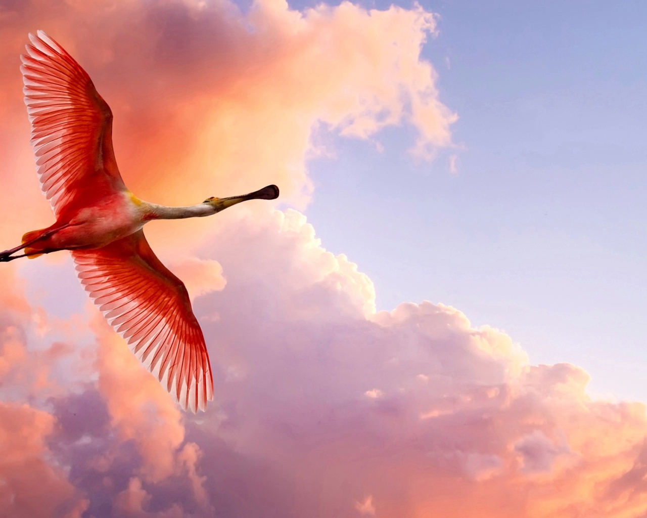 Розовая цапля