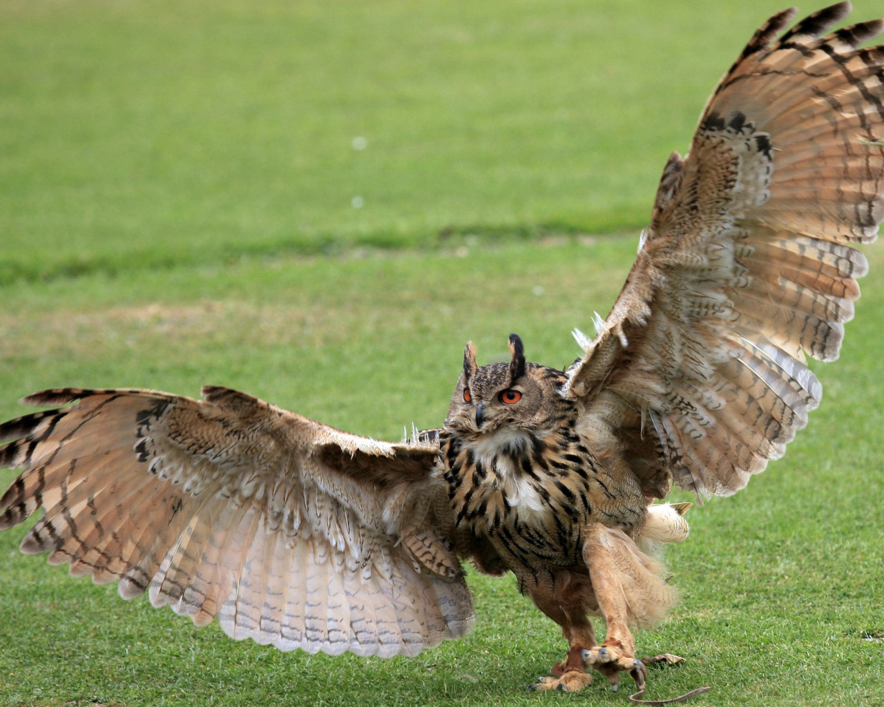 Размах крыльев у совы