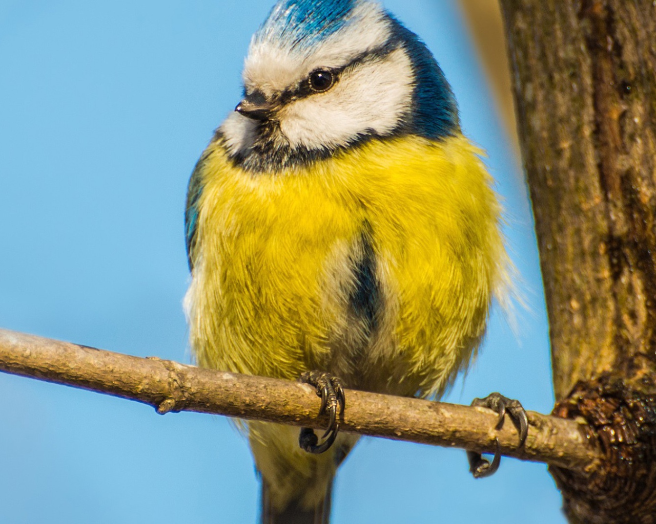 Синица сидит на ветке