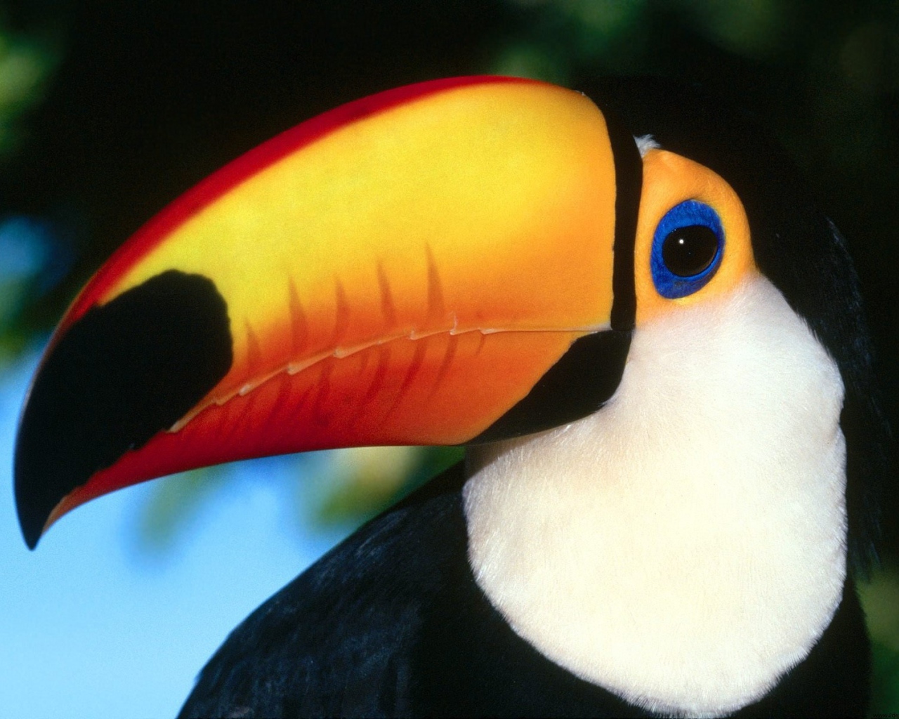 Птица тукан