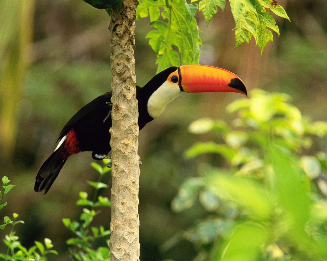 Тукан в тропическом лесу