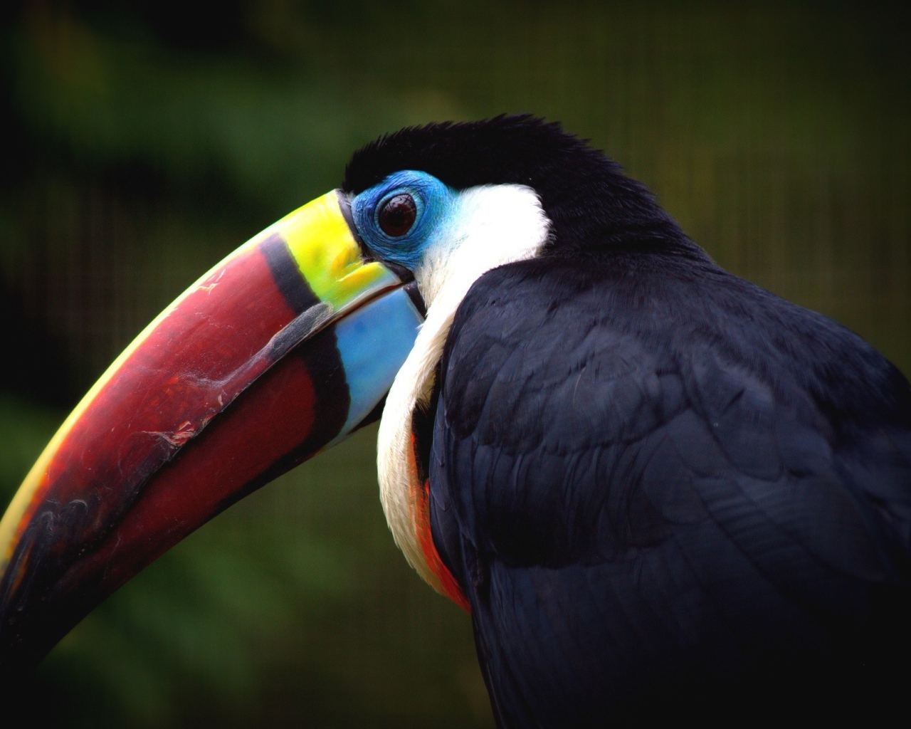 Клюв птицы тукана