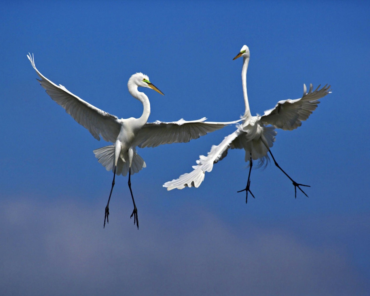 Две птицы в воздухе