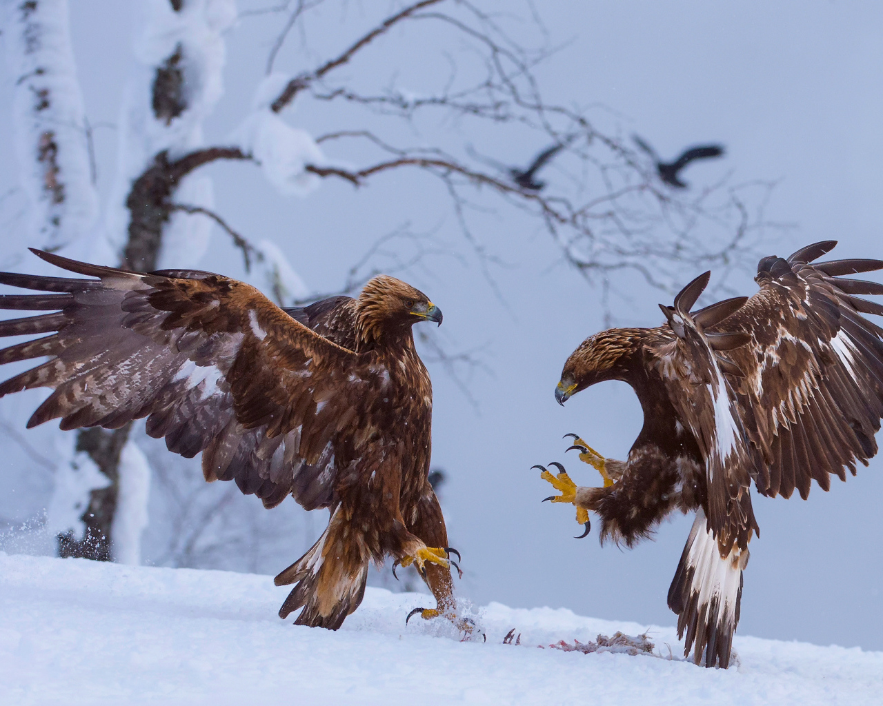 Две птицы зимой