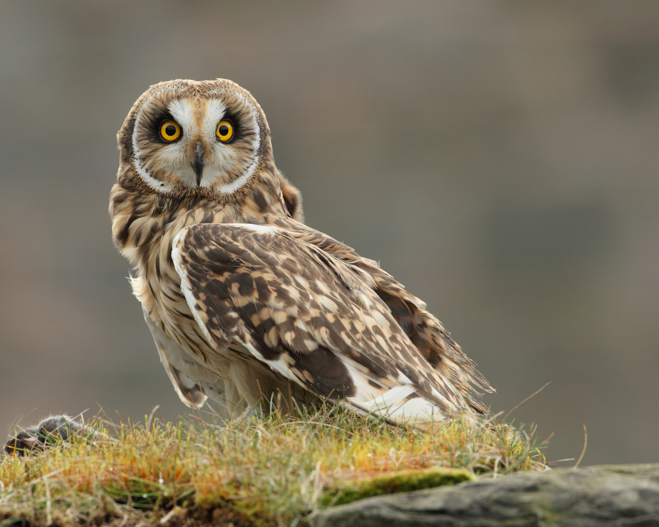 Настороженная сова на траве