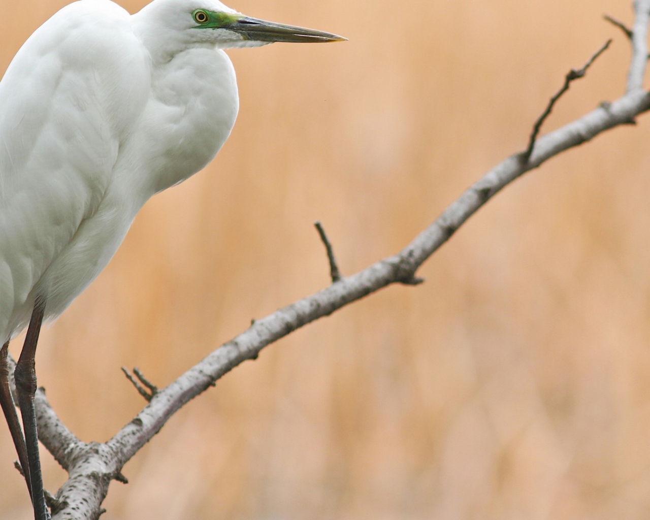 Белая птица