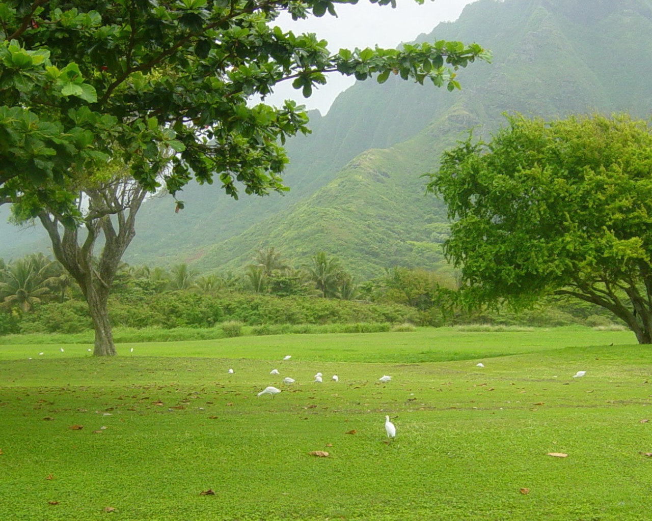 Белые птицы под деревьями