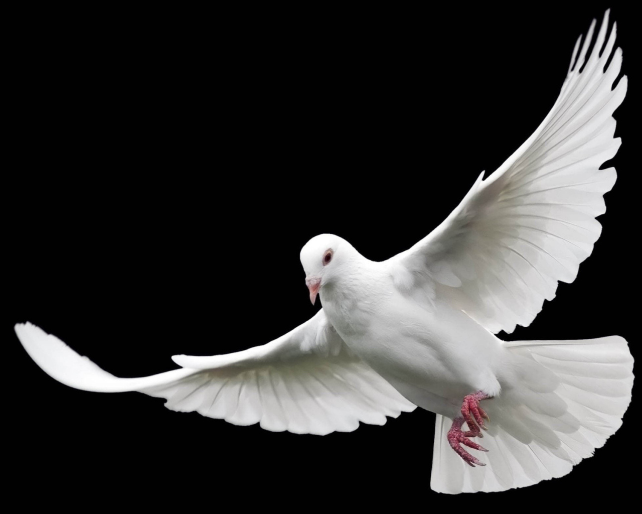 White dove of peace