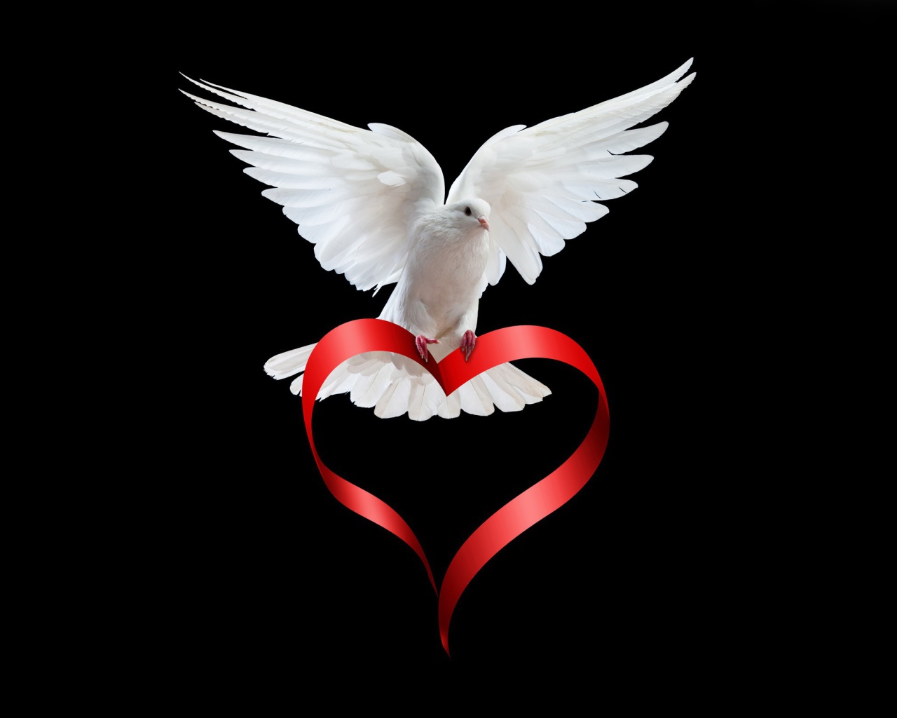 Белый голубь с сердечком