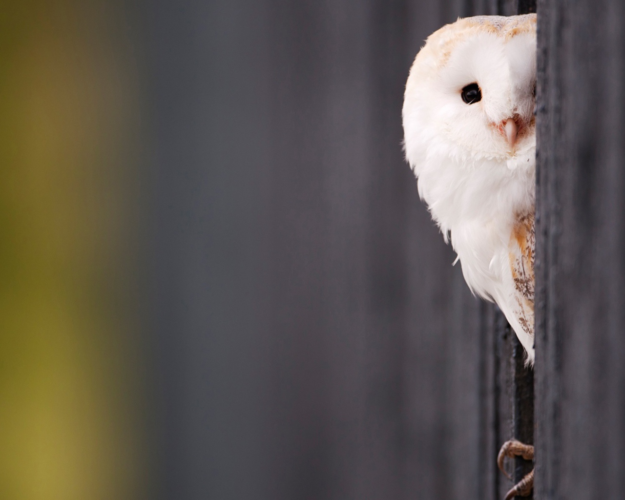 Красивая белая сова