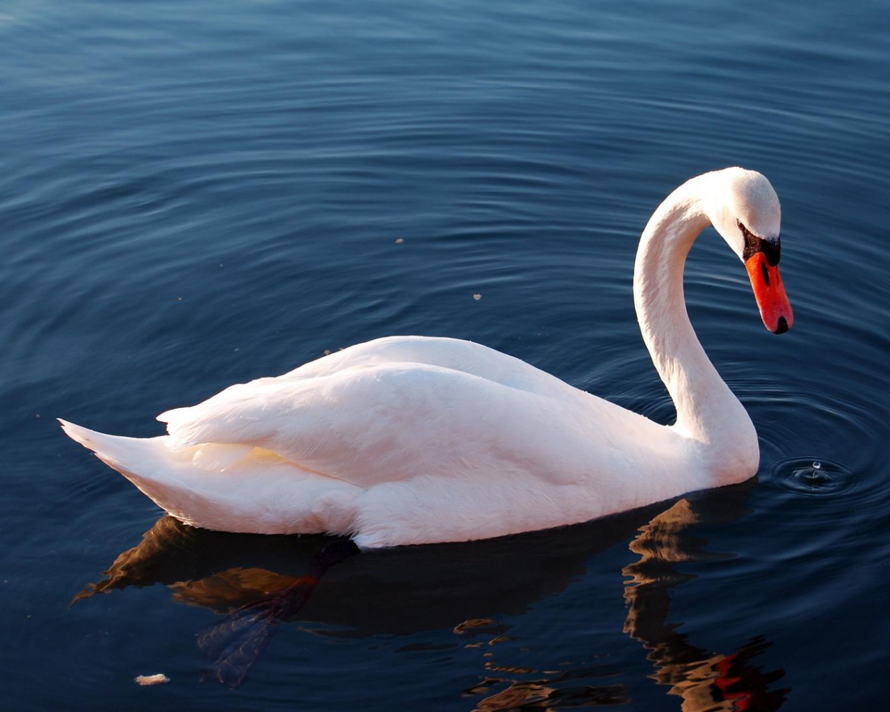 Белый лебедь на озере