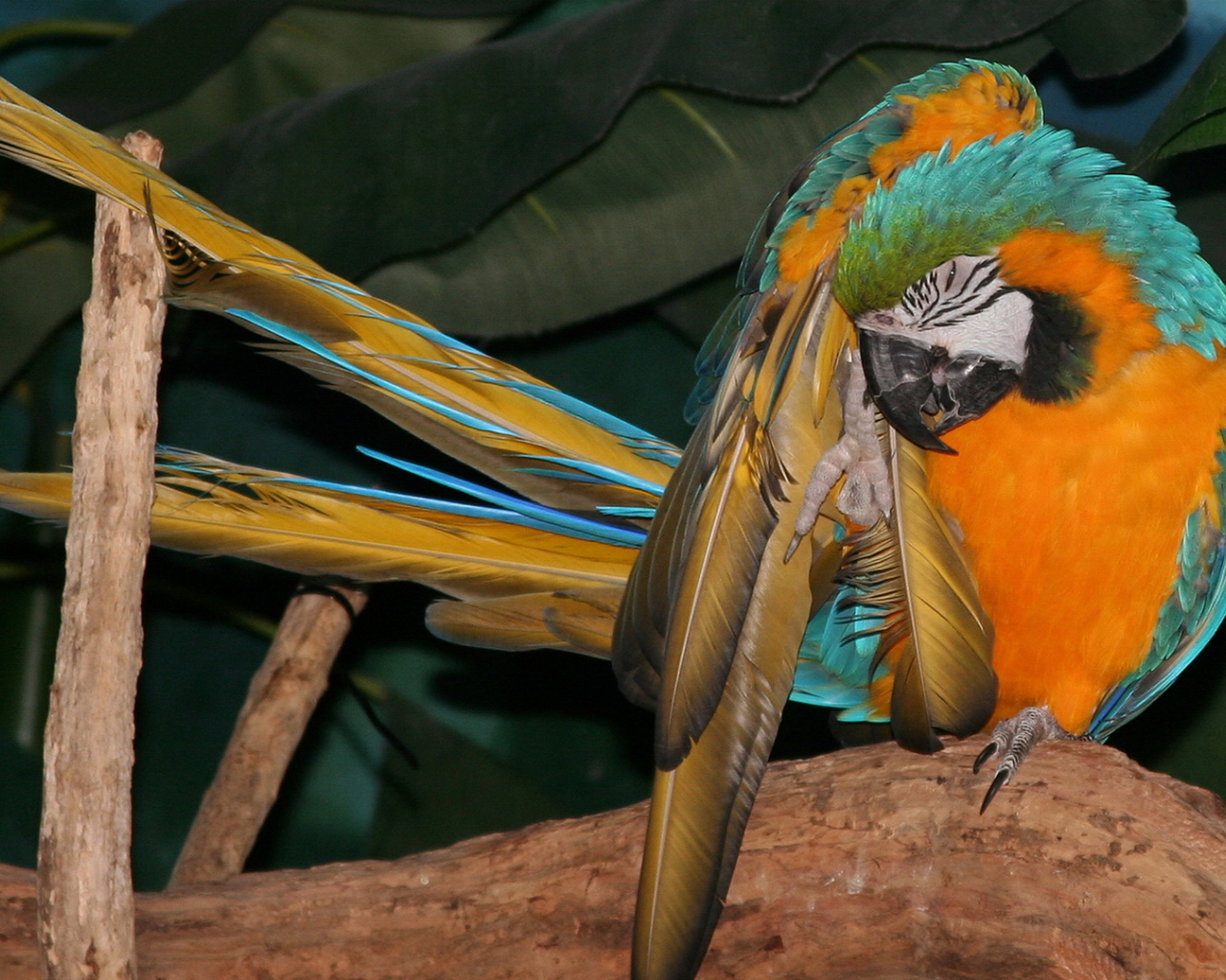 Желто синий попугай