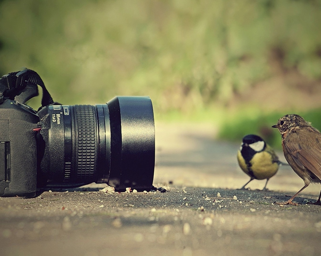 Птицы позируют перед фотокамерой