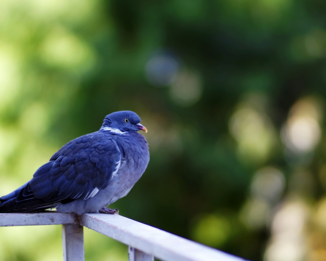 Сизый голубь