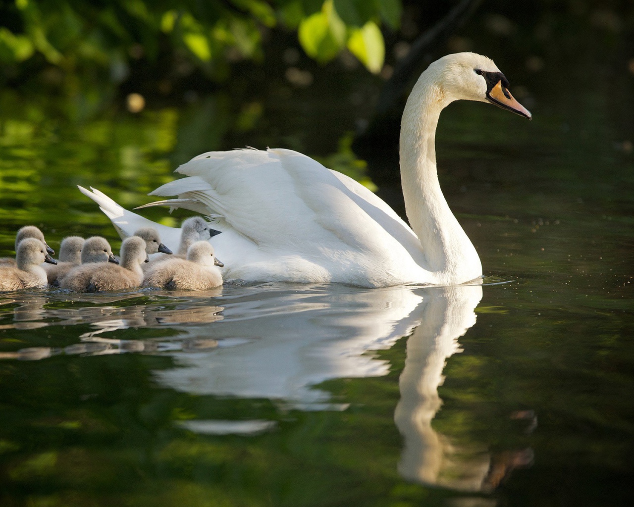 Лебедь со своими детями