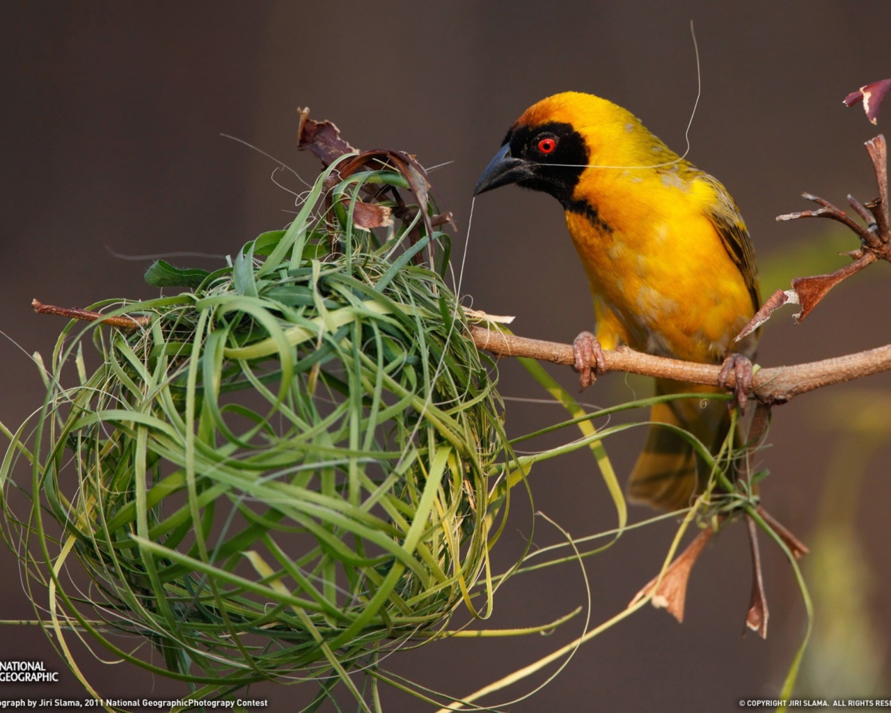 	  A bird makes a nest