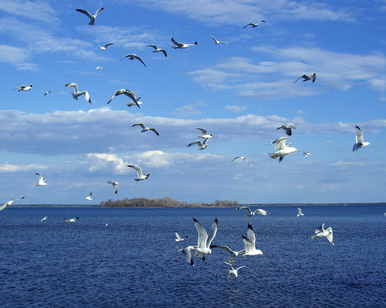 Стая чаек над морем