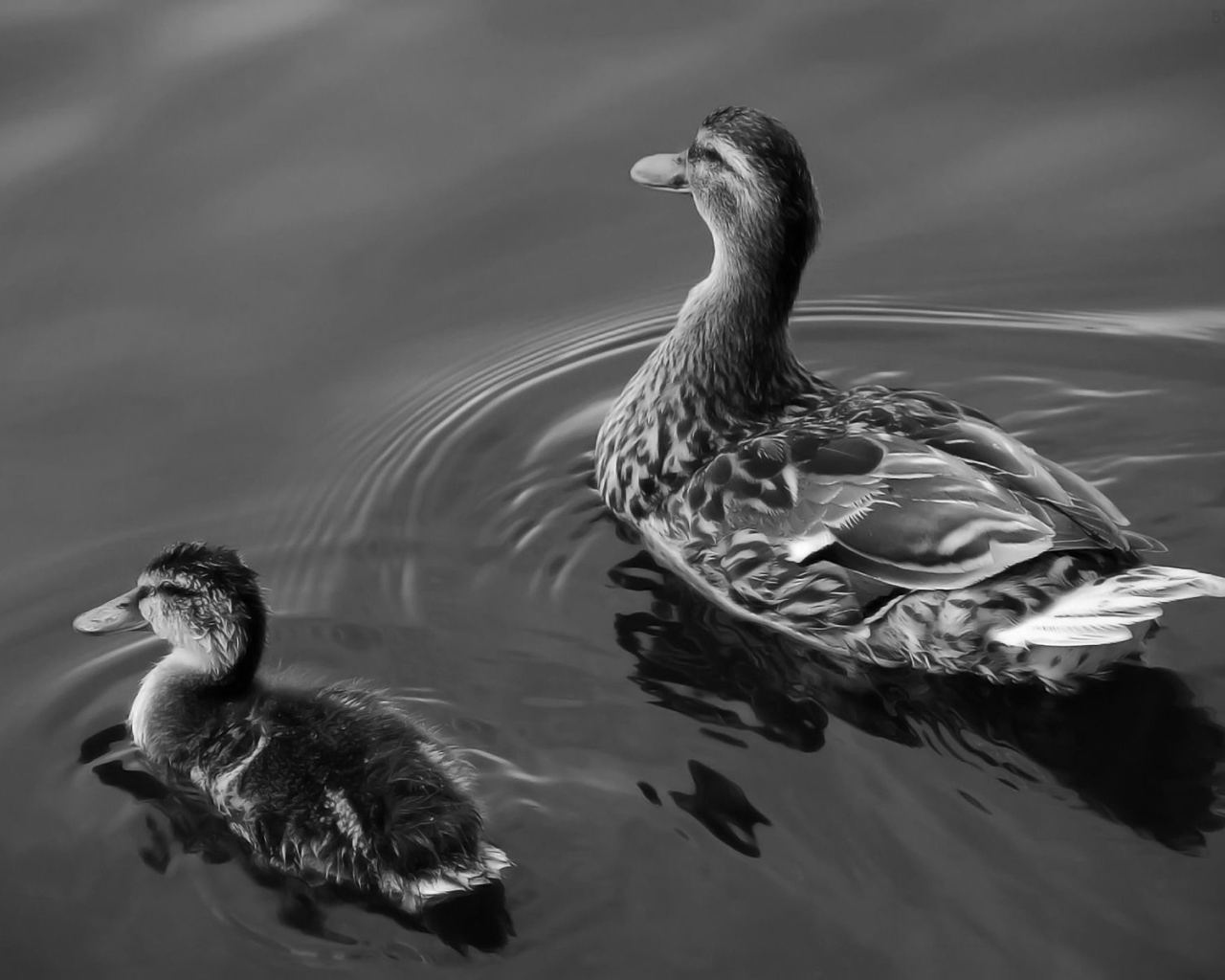 Утка с утенком