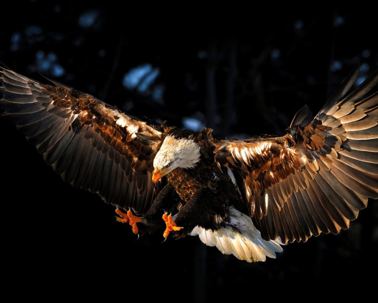 Орел нападает на добычу