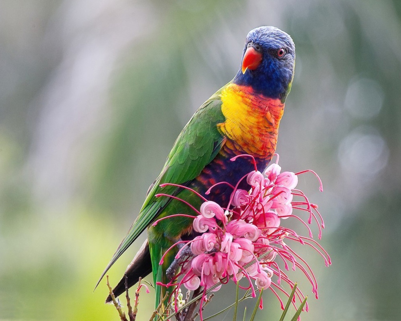 Попугай сидит на цветке