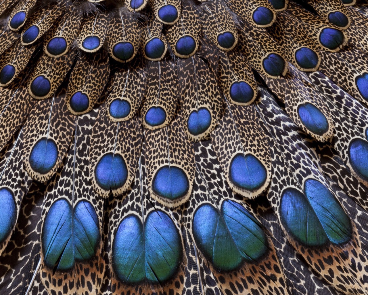 Хвост павлина