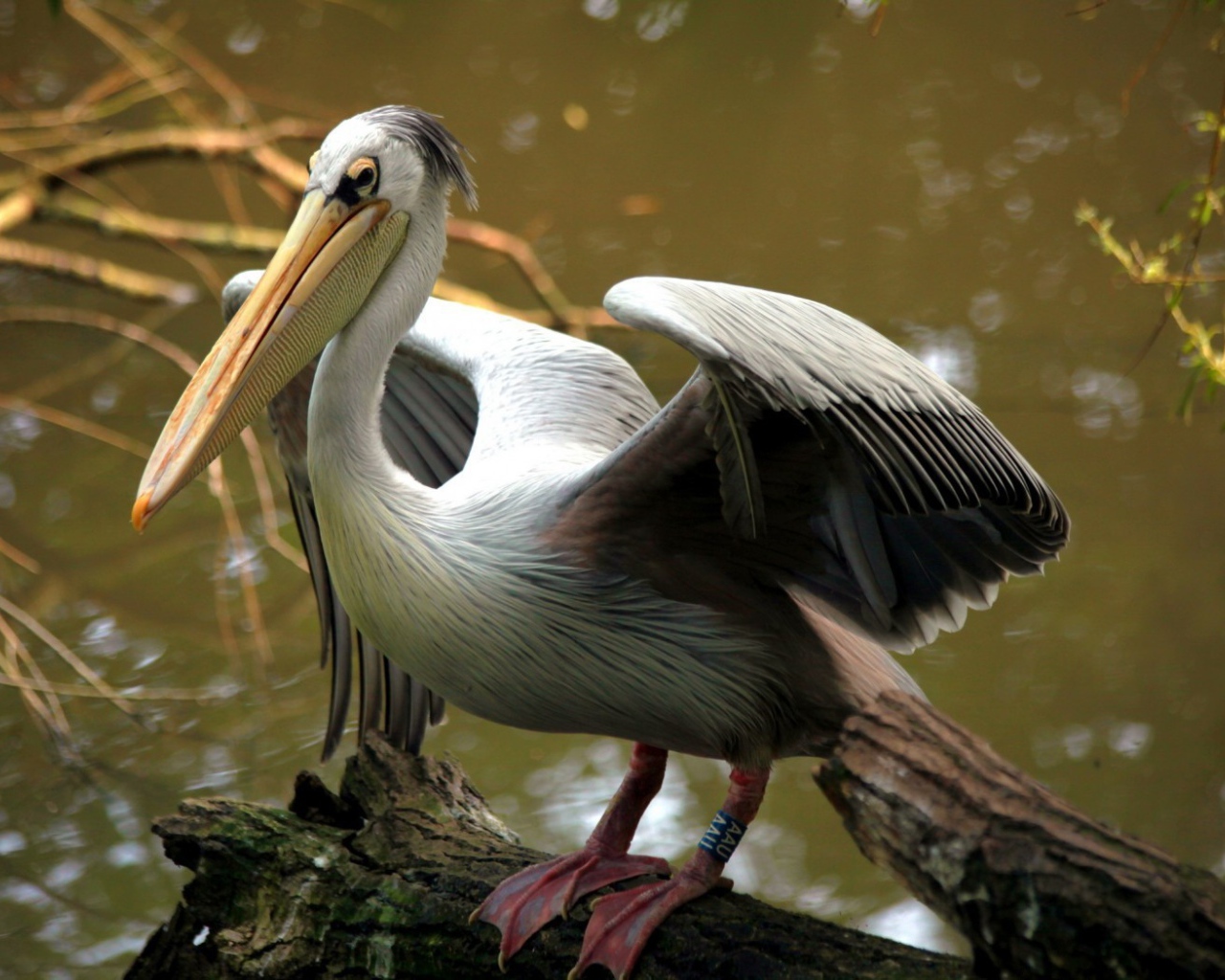 Пеликан на бревне