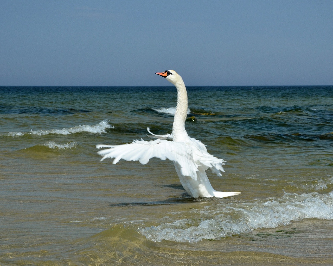 Лебедь на море