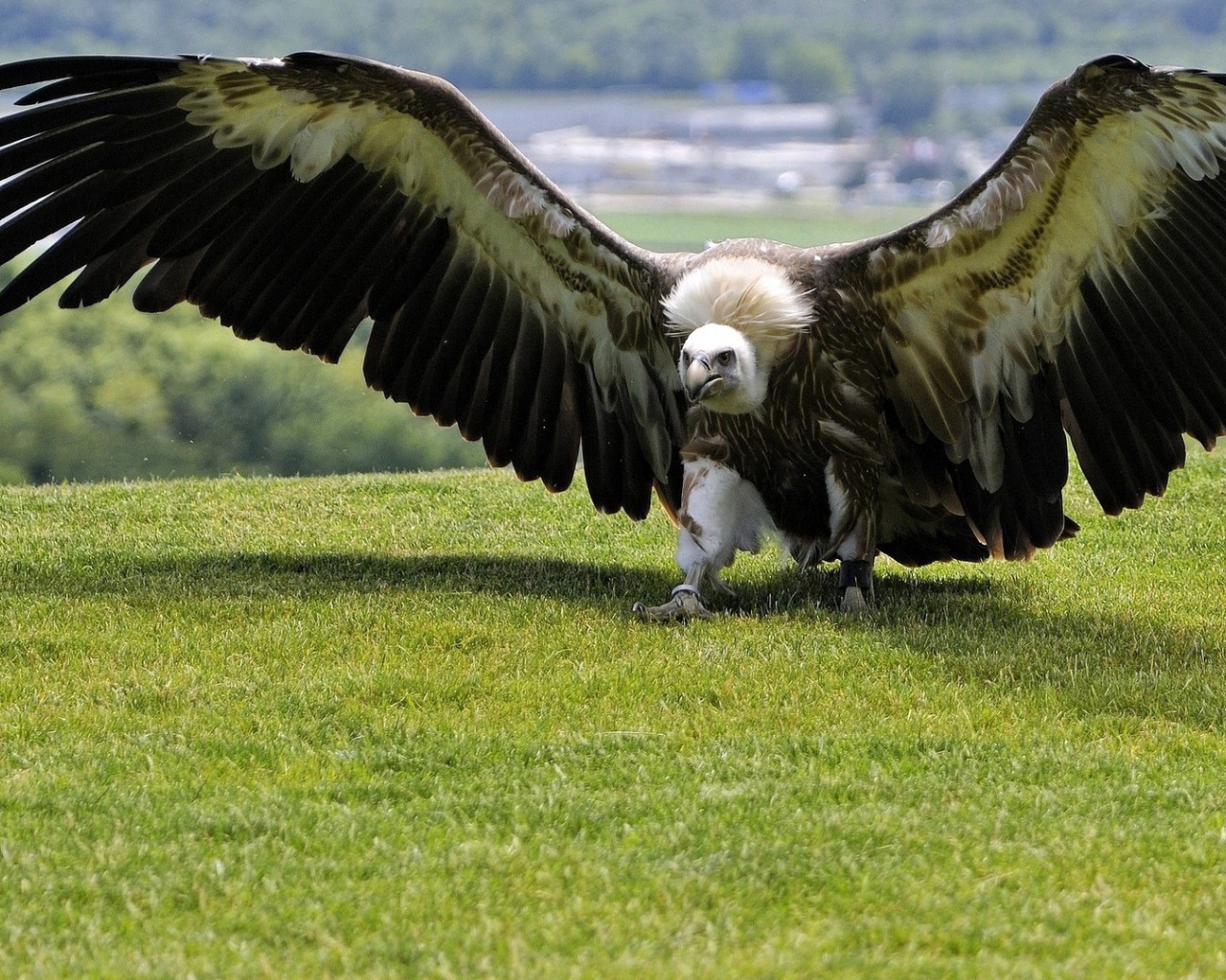 Размах крыльев орла