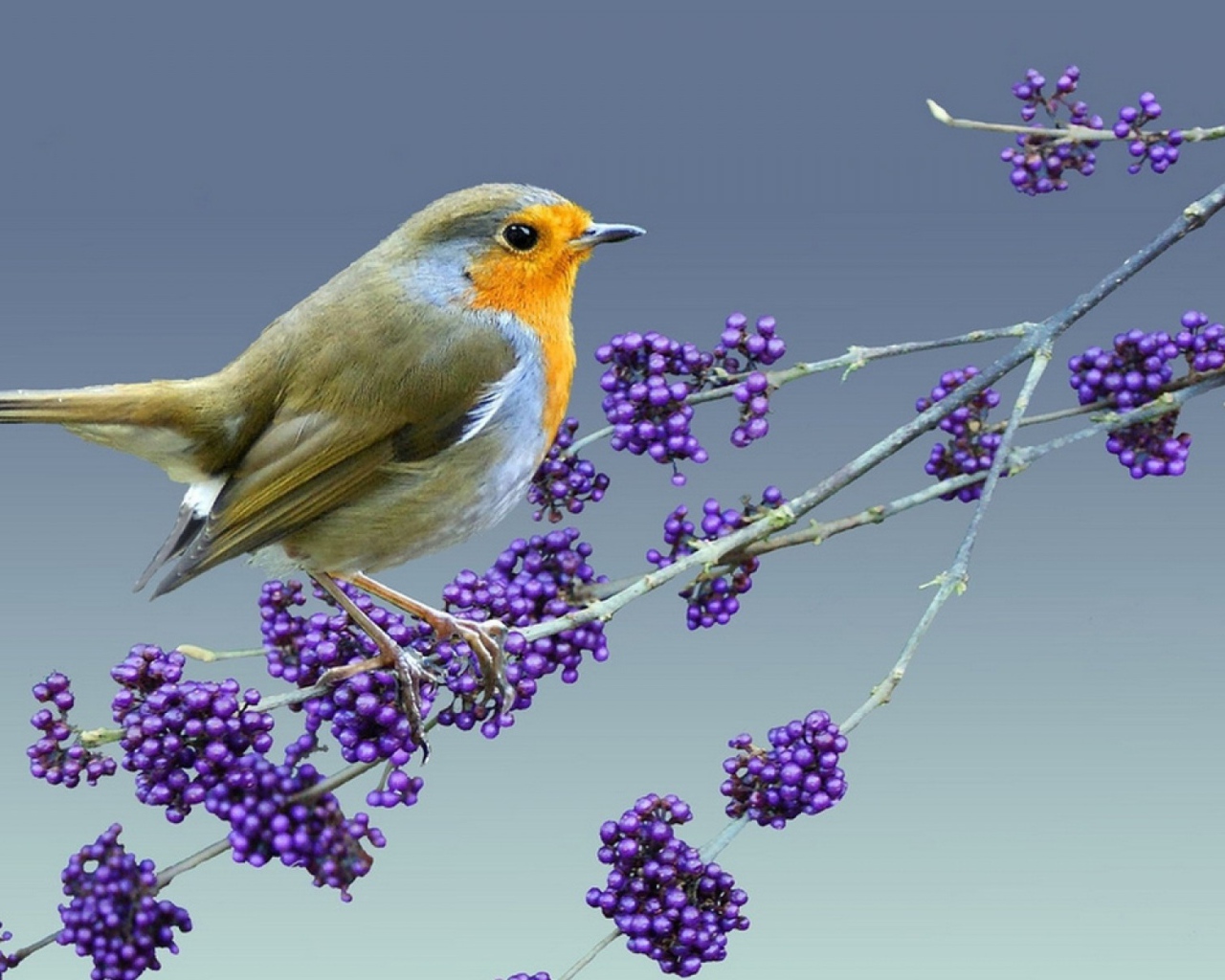 Птица на ветке с ягодами