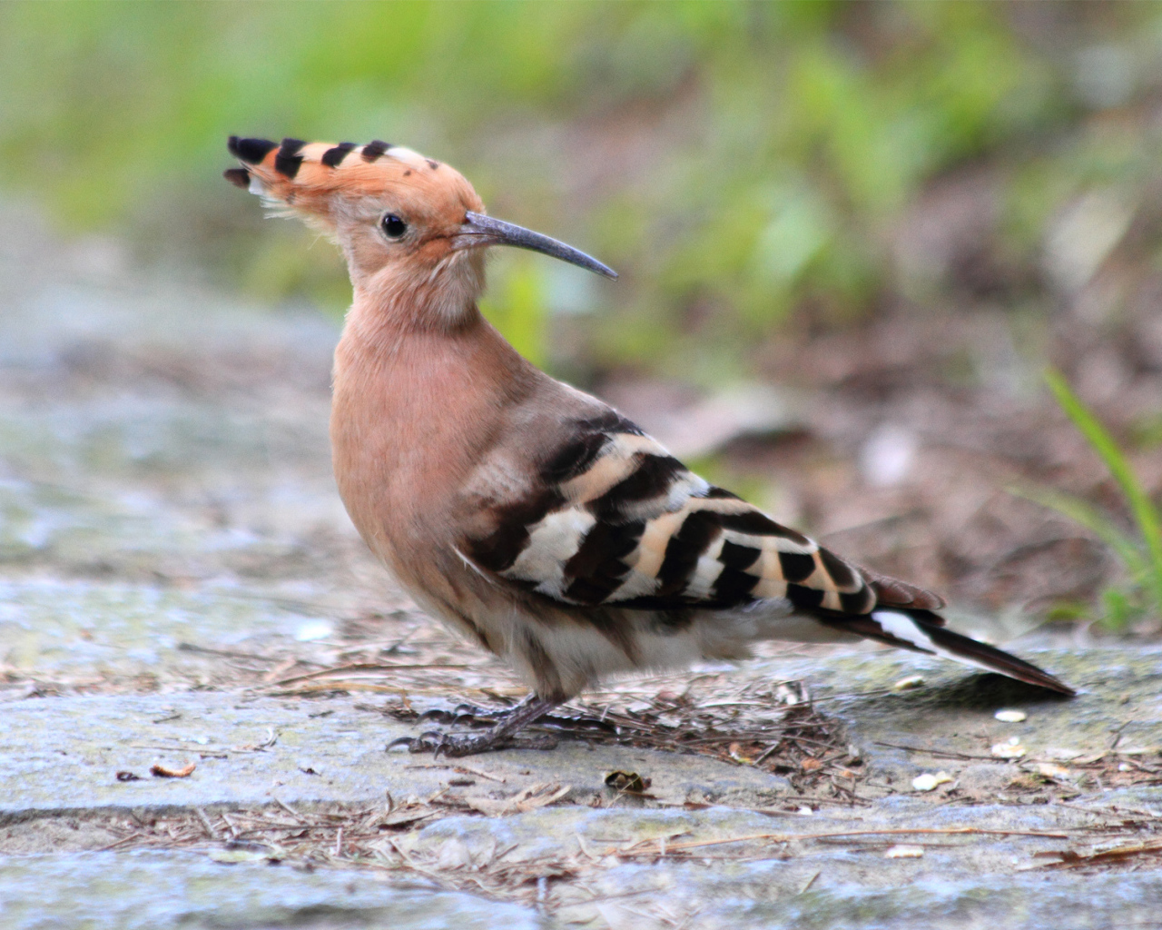 Птица с хохолком